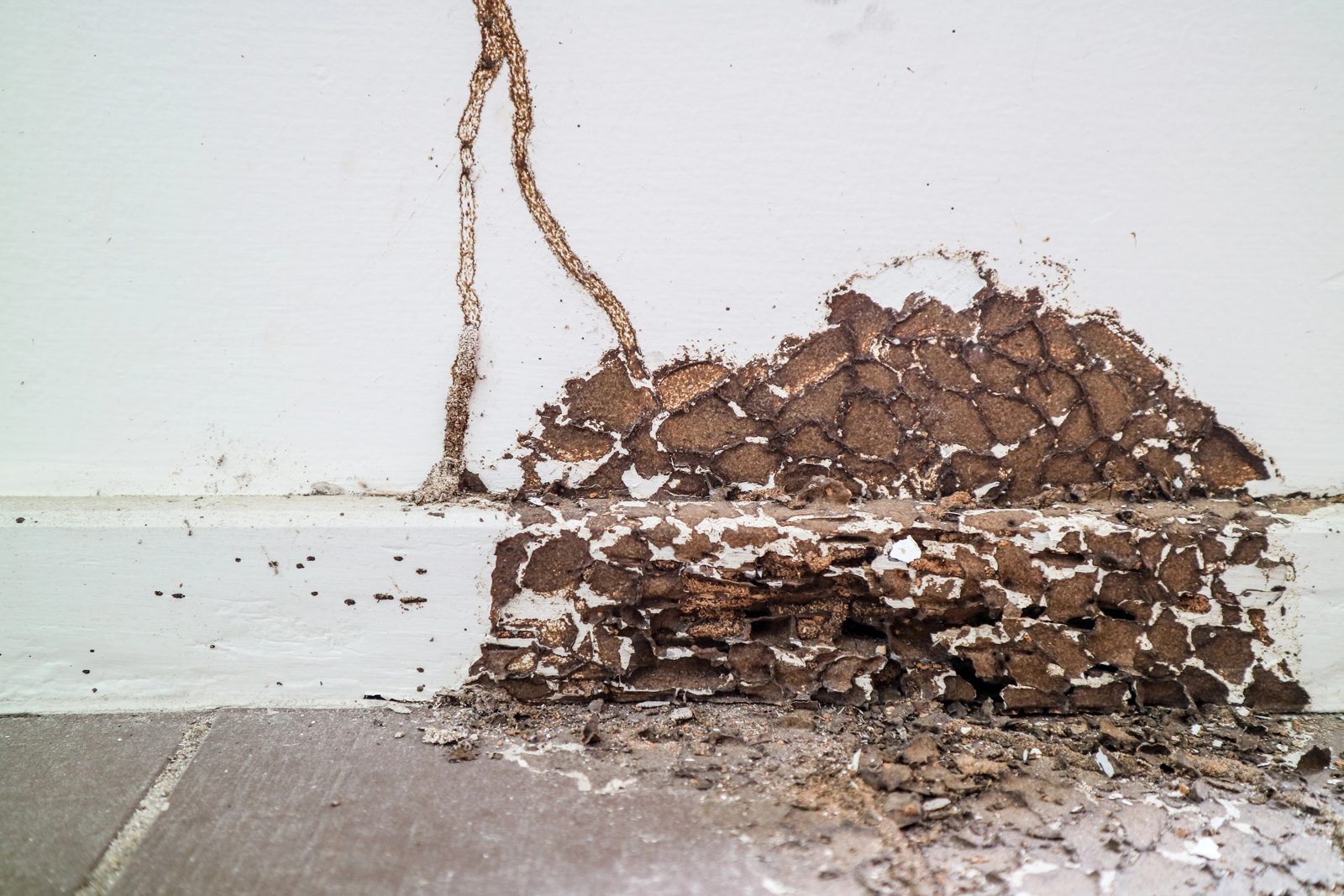 Termite damage inside a home