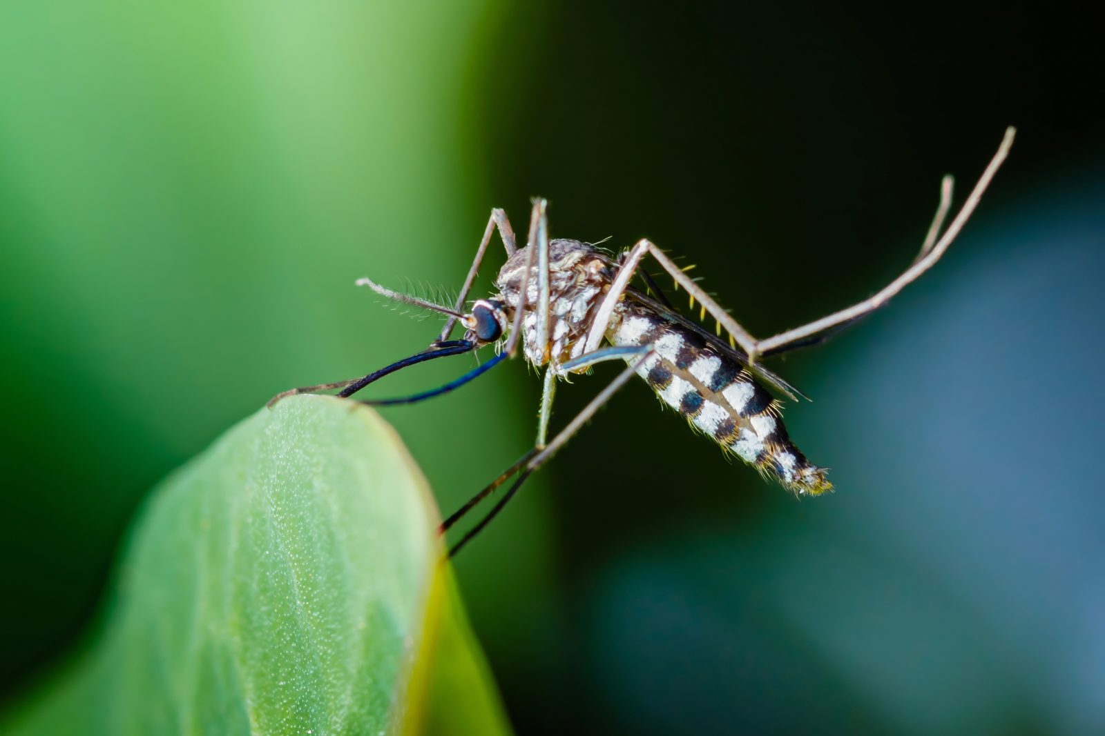 Asian tiger mosquito