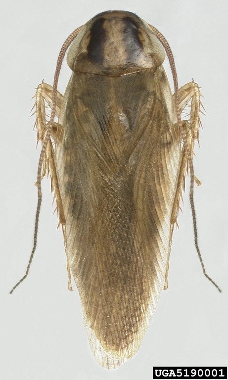 Asian cockroach