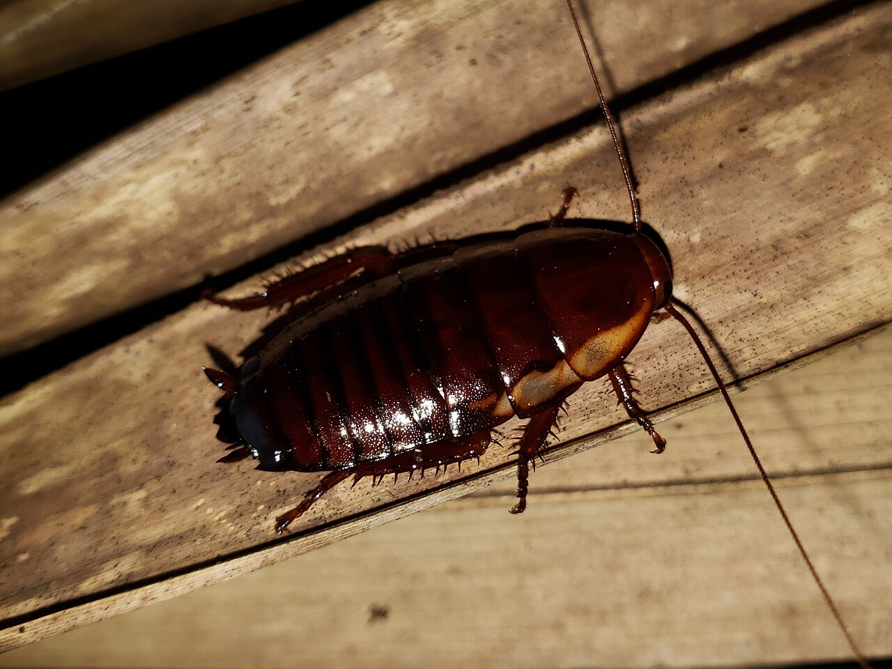 Florida woods cockroach (stinkroach)